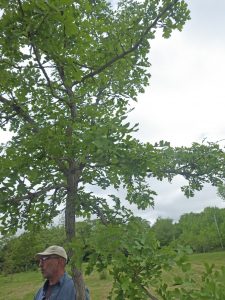 Bur Oak at Grand Oaks on Grand Lake, Halifax Co., Nova Scotia. It occurs naturally in N.B. and elsewhere on the eastern seaboard, why not in N.S? Should we introduce this and other oaks species to anticipate climatic warming?