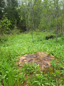 This stump, roughly   4.5 feet in diameter, was likely cut within past year. Wild leek is nearby;  dandelion has already moved in.