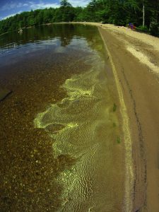 Pollen in water of Dollar Lake, July 1, 2016