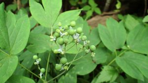 Blue cohosh with developing fruit in July