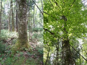 Yellow birch in woodlot in Mt. Uniacke area, Aug 2016