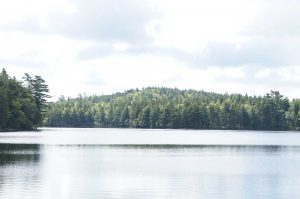 Mixed Forest by Lake Martha, Hants Co. Aug, 2016