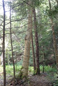 Yellow Birch, Sand River Valley, raven head, Aug 2016. Here the bark has the yellow hue.
