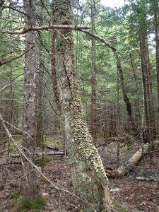 Private woodlot managed to simulate natural disturbance regime in the Acadian Forest