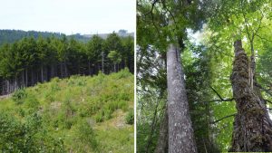 Two woodlots in Nova Scotia: are harvests on both “aligned with the nature-based requirements of Nova Scotia’s lands?”