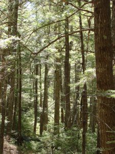 Hemlock forest in SW Nova Scotia