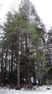  Hemlock was a common Witness Tree in historical documents in the area of Kouchibouguac Park, N.B., but is not common on that landscape today