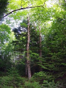 Is a mixed Acadian Forest in our future?