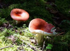 Fruiting body of a Russula mushroom in an oak forest. The hyphae connect shrubs and trees in a mutualistic network.