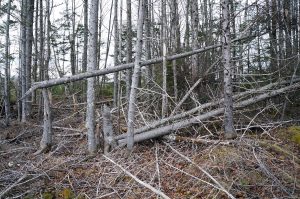 Blowdown at edge of this wildlife shelter (or seed-tree stand) in a clearcut