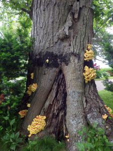 Chicken of the woods on old oak